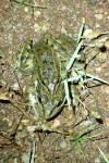 Pelophylax