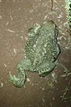 Bufo spinosus