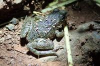 Pelophylax