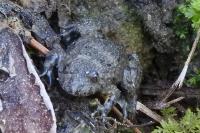 Bombina variegata