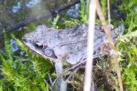 Rana dalmatina
