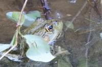 Pelophylax