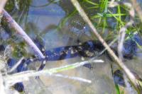 Salamandra salamandra