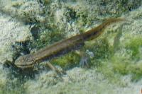 Lissotriton helveticus