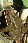 Bufo spinosus