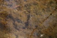 Salamandra salamandra