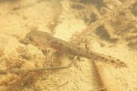 Salamandra salamandra