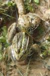 Pelophylax