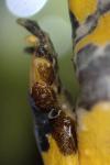 Bombina variegata