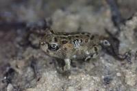 Epidalea calamita