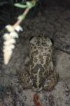 Pelobates cultripes