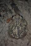 Pelobates cultripes