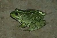 Pelophylax