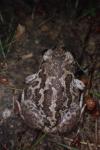 Pelobates cultripes