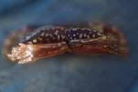 Pelophylax