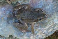 Pelophylax