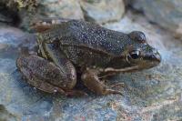Pelophylax