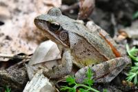 Rana dalmatina