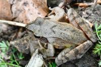 Rana dalmatina