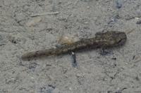 Salamandra salamandra fastuosa
