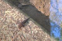 Salamandra salamandra