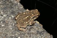Bufo spinosus
