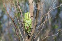 Hyla molleri