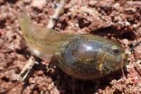 Pelophylax