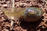 Pelophylax