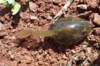 Pelophylax
