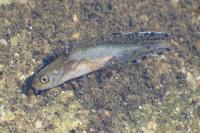 Triturus marmoratus