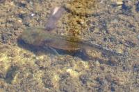Triturus marmoratus