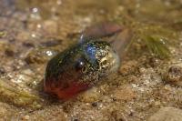 Hyla meridionalis