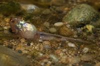 Hyla meridionalis