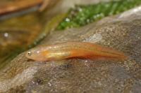 Lissotriton helveticus