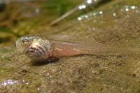 Hyla meridionalis