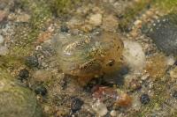 Hyla meridionalis