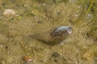 Pelophylax