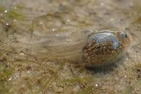 Pelophylax