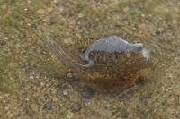 Pelophylax