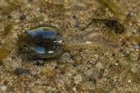Pelophylax