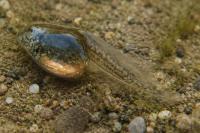 Pelophylax