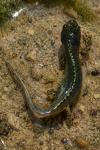Ichthyosaura alpestris