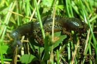Ichthyosaura alpestris
