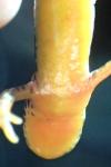Ichthyosaura alpestris