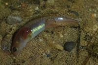 Ichthyosaura alpestris