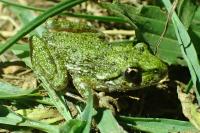 Pelodytes punctatus