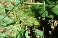 Pelodytes punctatus