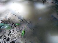 Bombina variegata