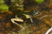 Pelophylax ridibundus